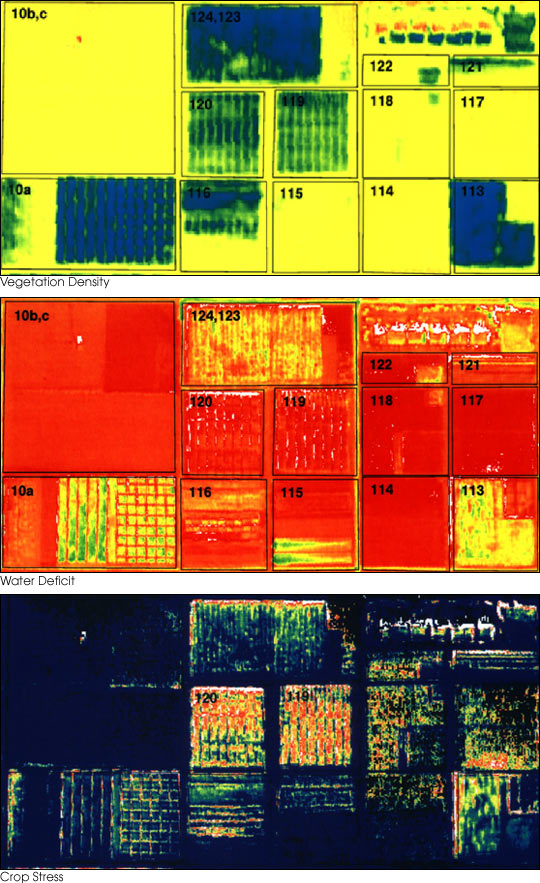 ภาพ false-color สามภาพของแปลงเกษตรชุดเดียวกันจากการสำรวจระยะไกล (remote sensing) — สีที่ต่างกันภายในแปลงสะท้อนความแปรปรวนเชิงพื้นที่ ซึ่งเป็นหัวใจของเกษตรแม่นยำ